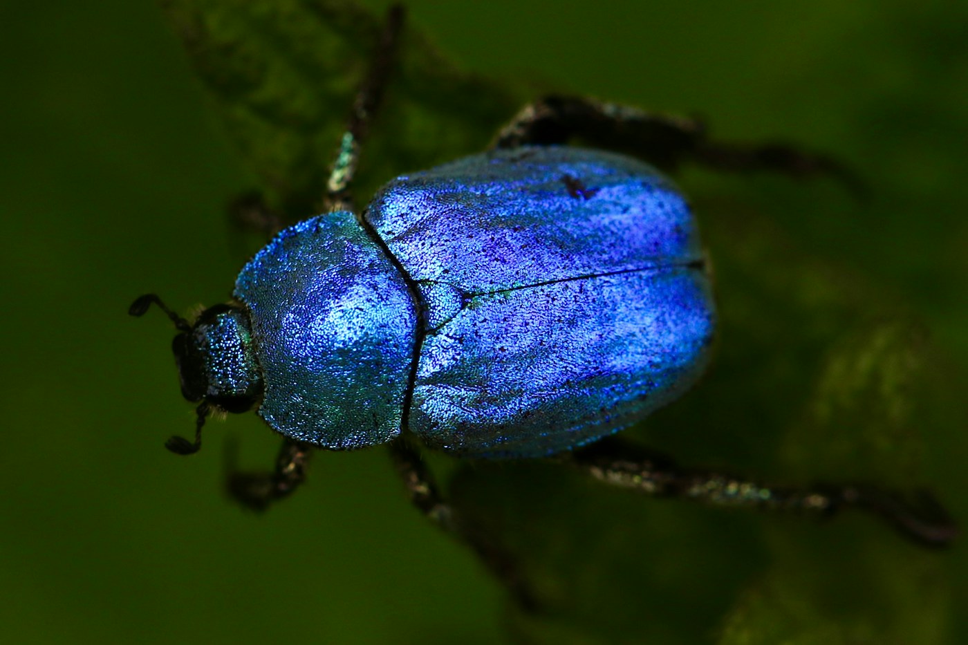 Besouro azul em detalhe